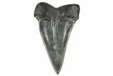 Fossil Broad-Toothed Mako Tooth - South Carolina #170356-1